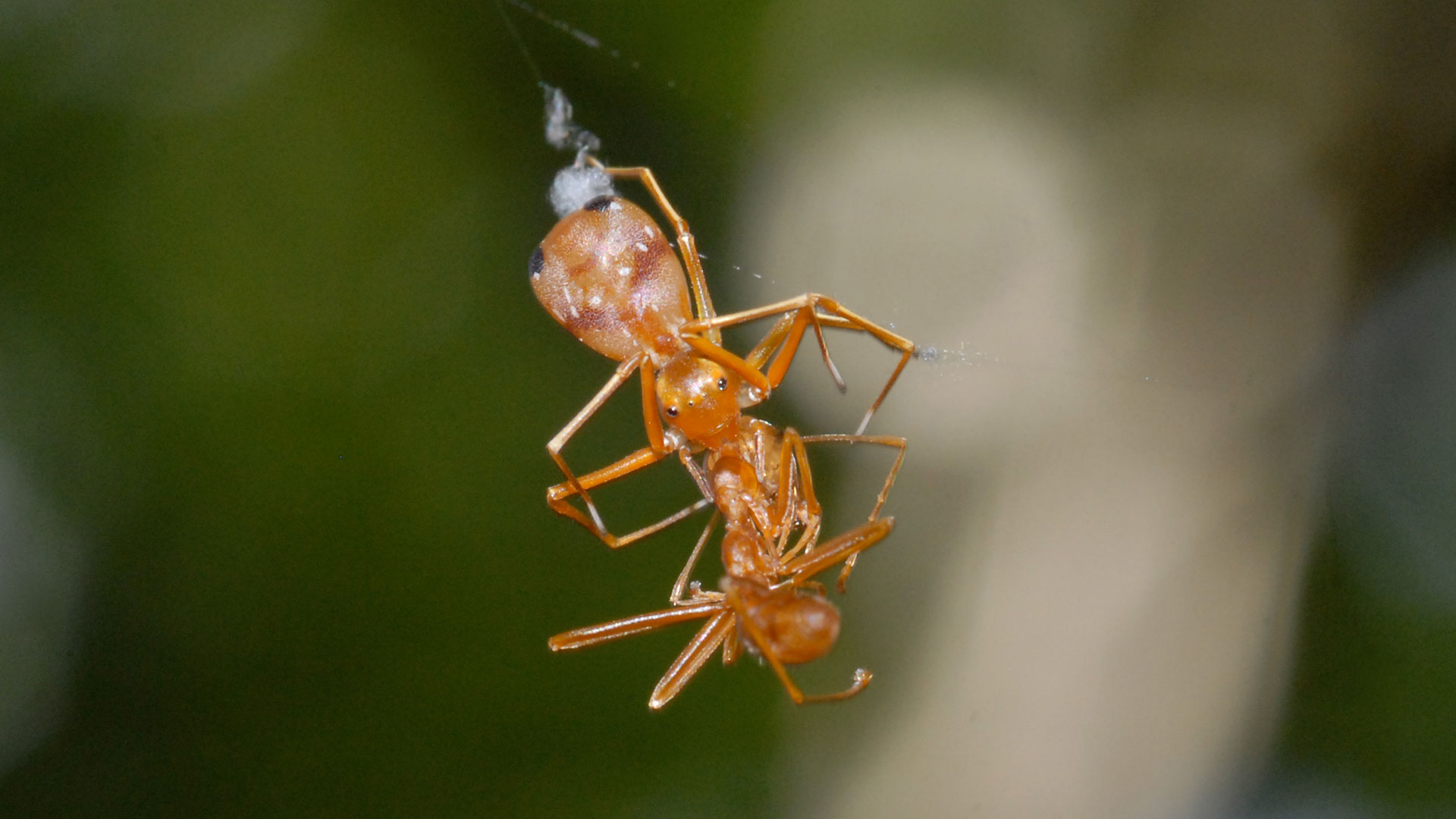 Ant Mimic Spider
