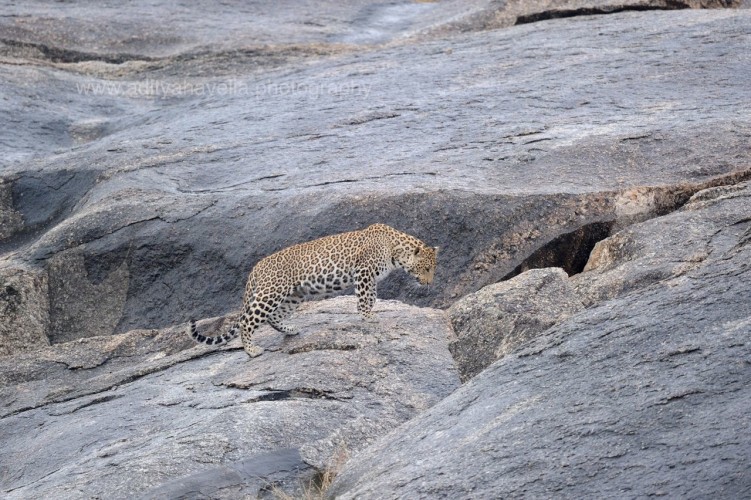 Leopard Photography by Aditya Havelia