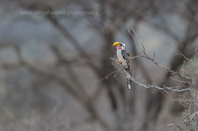 birds photography by aditya havelia
