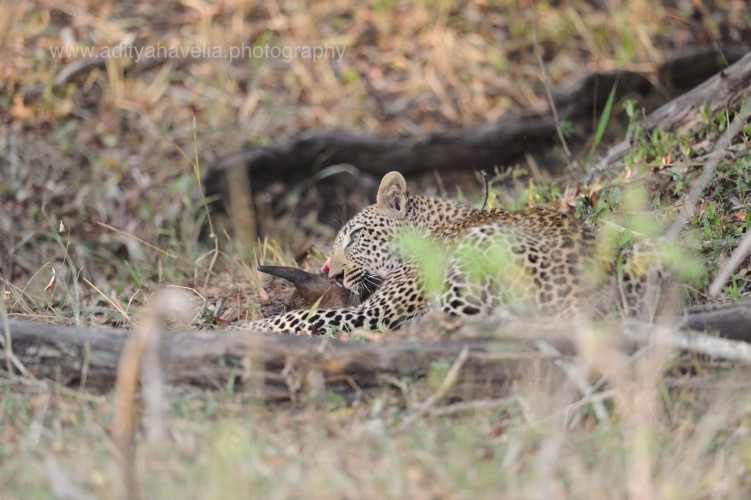 Leopard Photography by Aditya Havelia