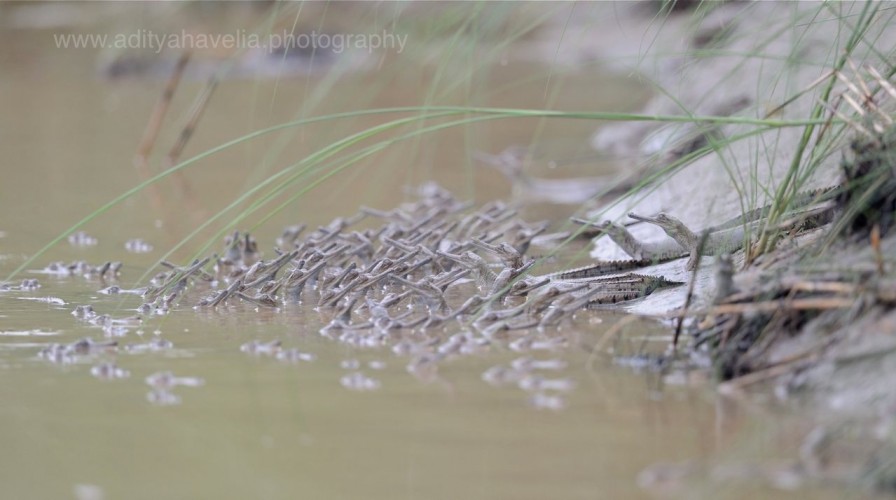 Reptiles Photography by Aditya Havelia