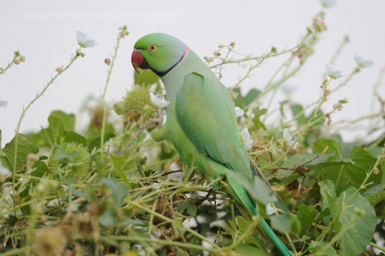 birds photography by aditya havelia