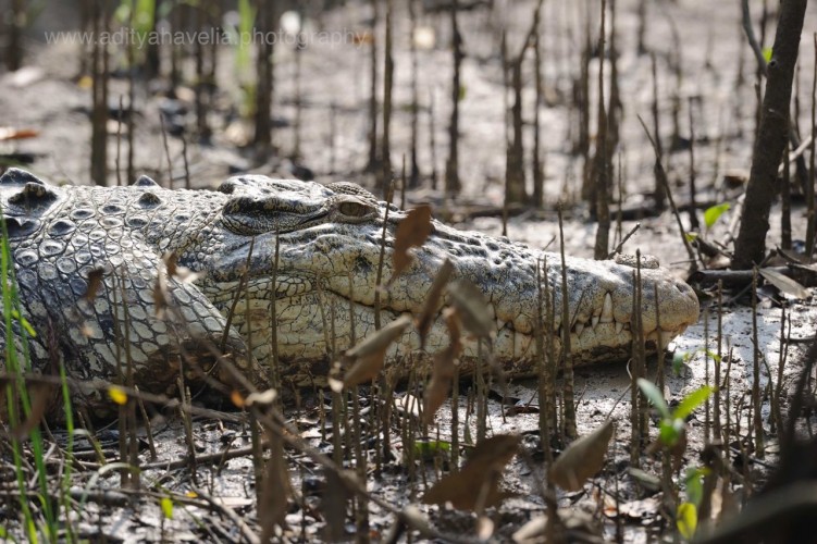 Saltwater crocodile (C. porosus)