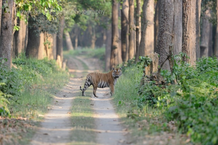 Tigers Photography by Aditya Havelia
