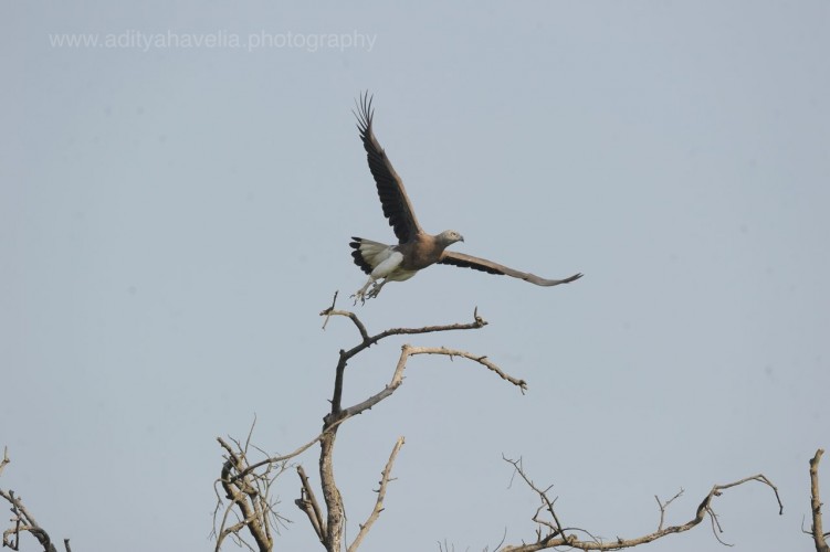 BIRDS OR PREY Photographs by Aditya Havelia
