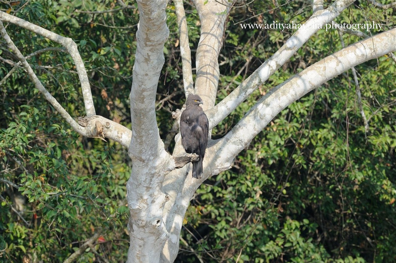 Changeable hawk eagle: dark morph