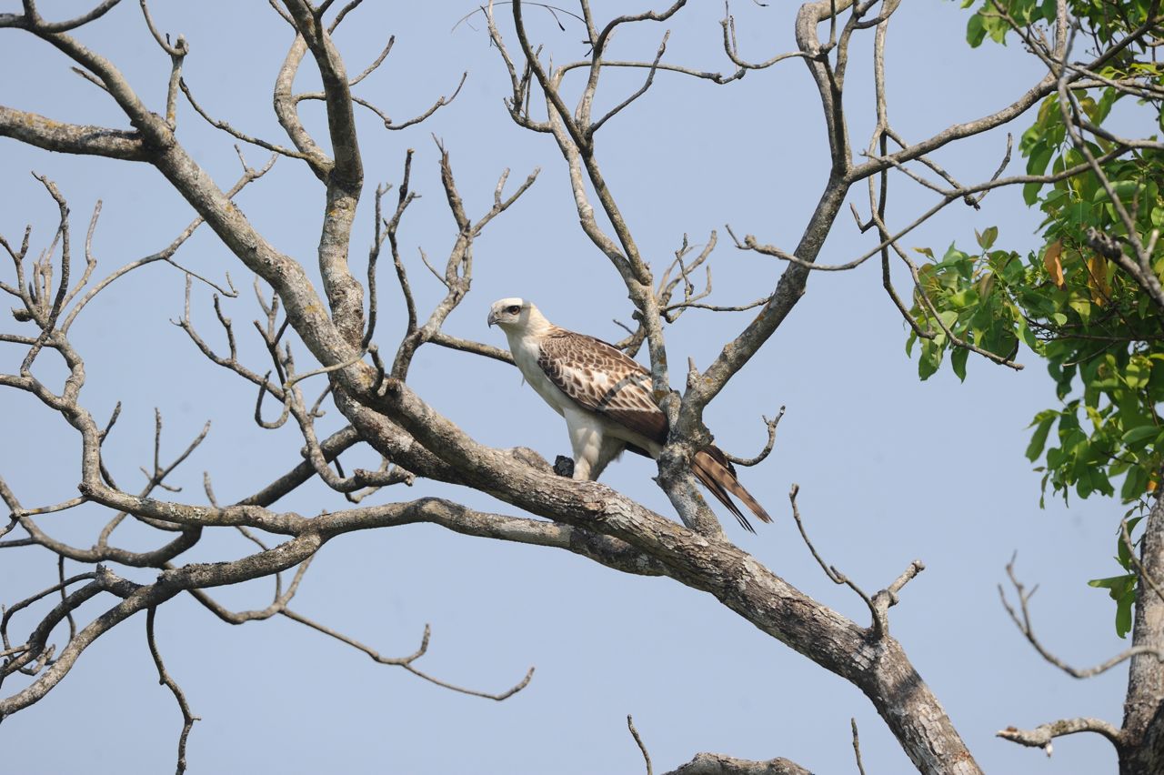 Changeable hawk eagle juvenile