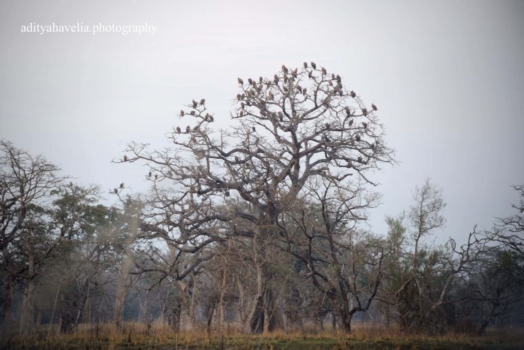 Vultures In Katerniaghat Wildlife Sanctuary