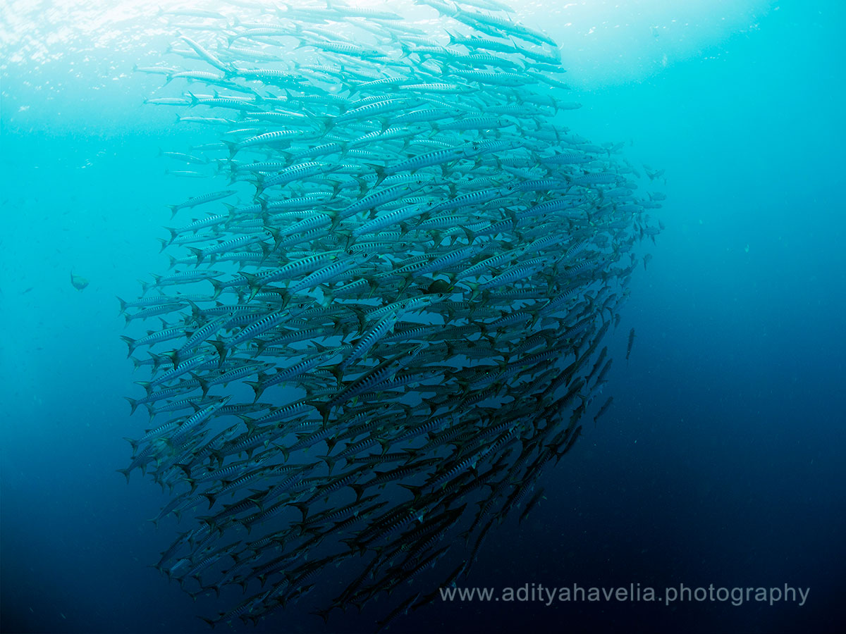 School-of-barracuda