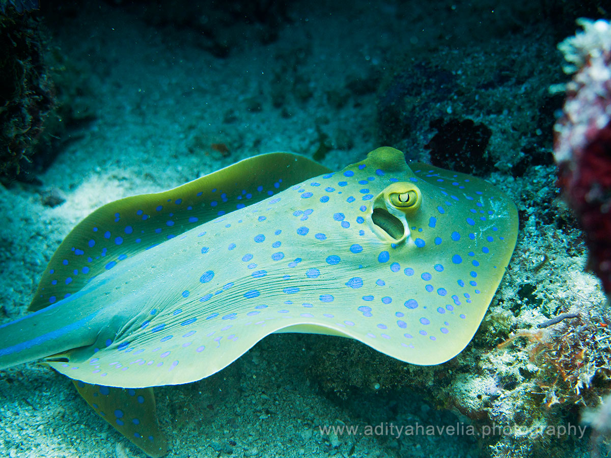 blue-spotted-sting-ray