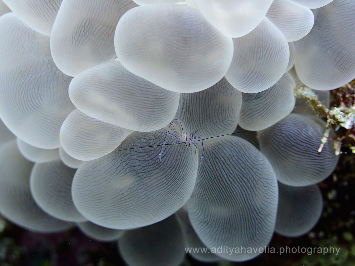bubble-shrimp-on-bubble-coral