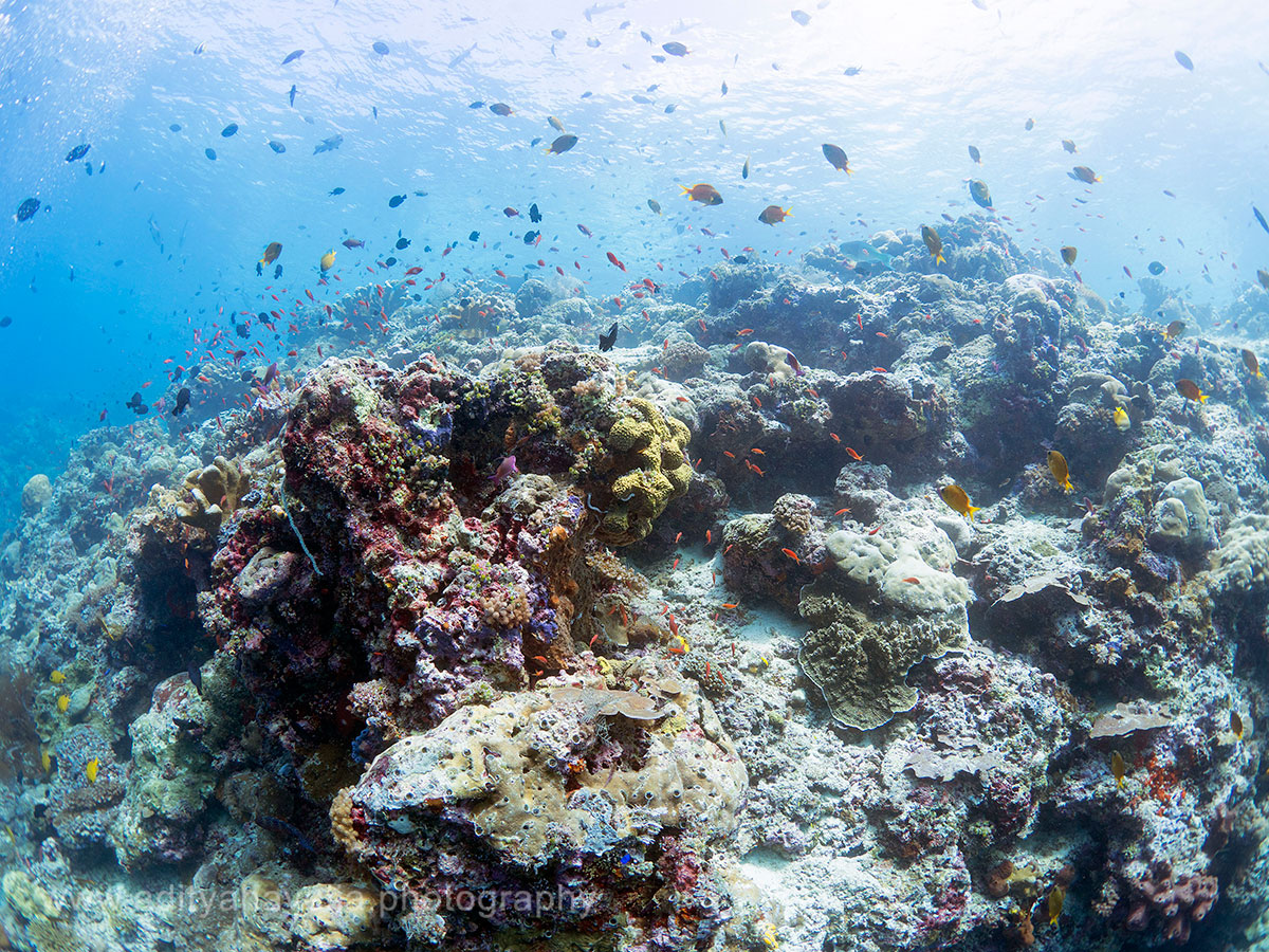 underwater-reef