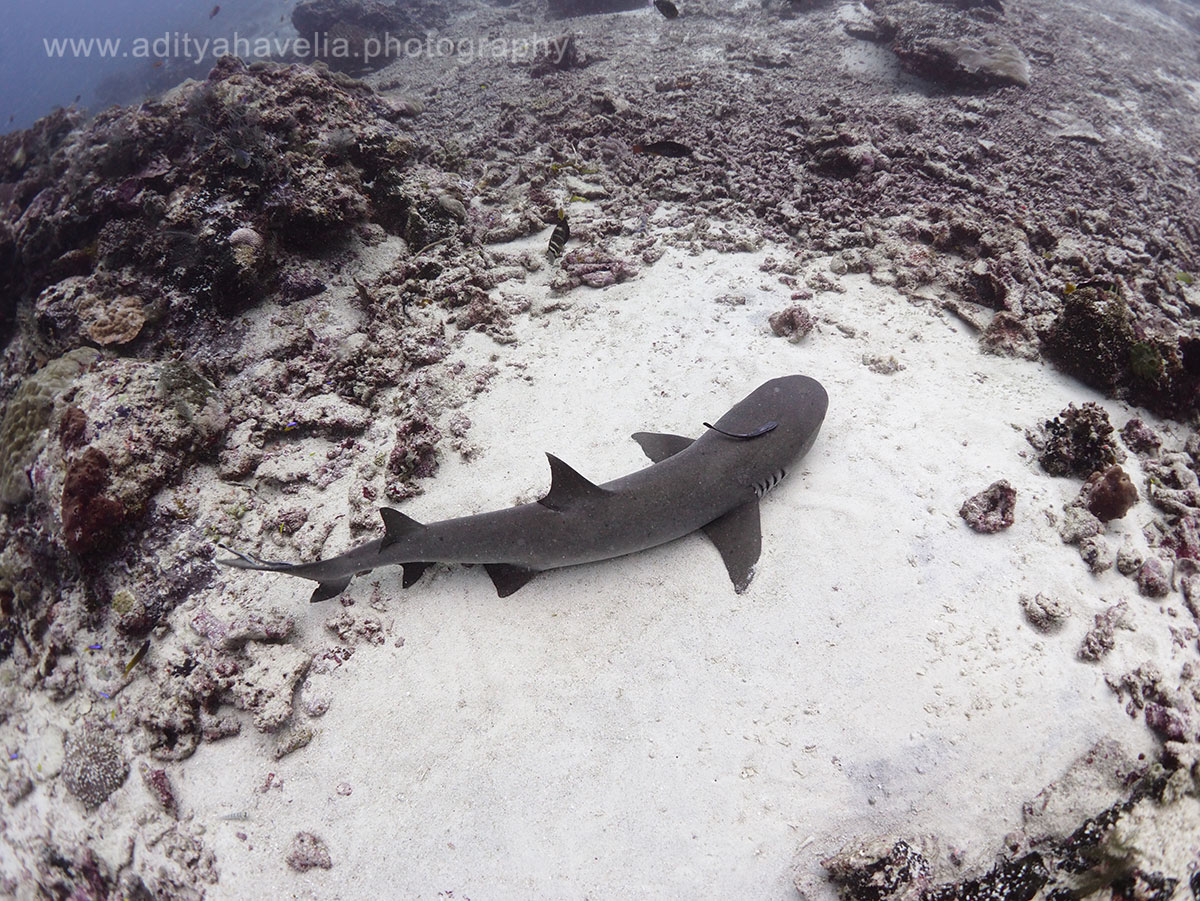 white-tip-shark